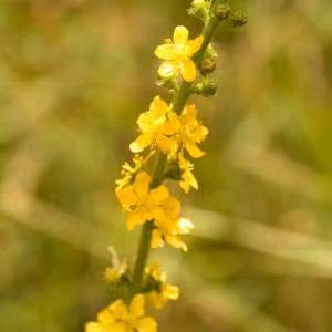 Agrimony Floral de Bach 20 ml