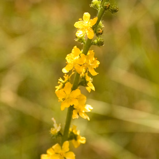 Agrimony Floral de Bach 20 ml
