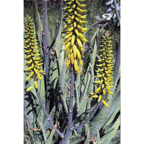 Aloe Vera Floral da Califórnia 30 ml