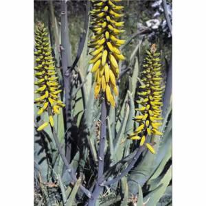 Aloe Vera Floral da Califórnia