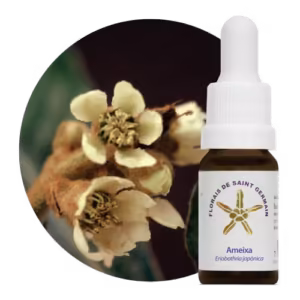 Ameixa Floral de Saint Germain 10 ml