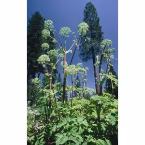 Angelica Floral da Califórnia