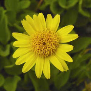 Arnica Floral da Califórnia