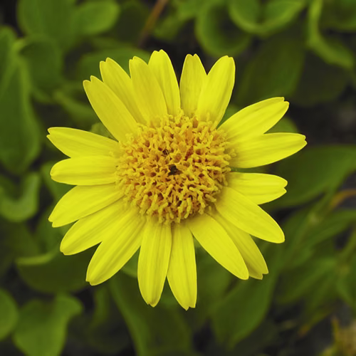 Arnica Floral da Califórnia