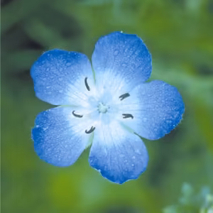Baby Blue Eyes Floral da Califórnia 30 ml