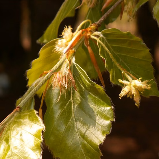 Beech Floral de Bach 10 ml