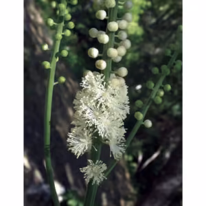 Black Cohosh Floral da Califórnia