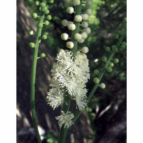 Black Cohosh Floral da Califórnia