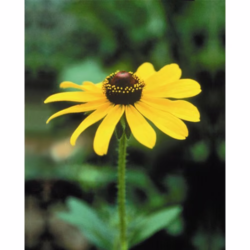Black Eyed Susan Floral da Califórnia 30 ml