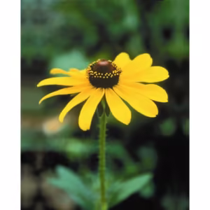 Black Eyed Susan Floral da Califórnia