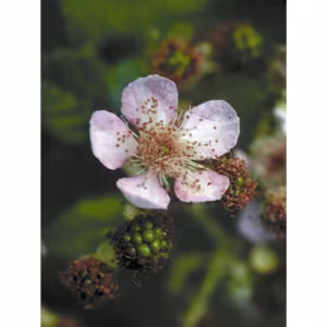 Blackberry Floral da Califórnia 30 ml