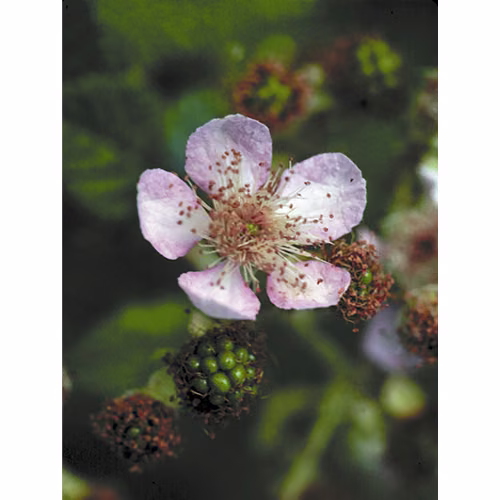 Blackberry Floral da Califórnia 30 ml