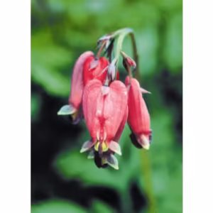 Bleeding Heart Floral da Califórnia 30 ml