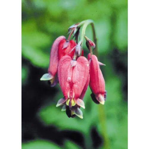 Bleeding Heart Floral da Califórnia 30 ml