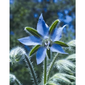 Borage Floral da Califórnia 30 ml