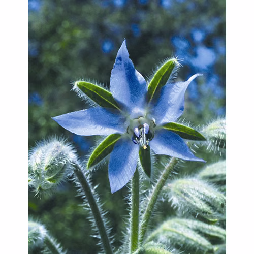 Borage Floral da Califórnia