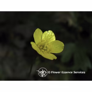 Buttercup Floral da Califórnia 30 ml