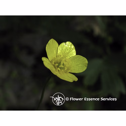 Buttercup Floral da Califórnia