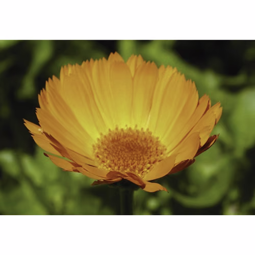 Calendula Floral da Califórnia 30 ml