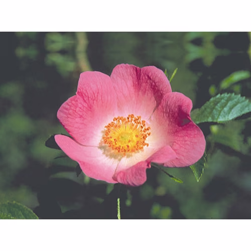 Califórnia Wild Rose Floral da Califórnia - Imagem 2