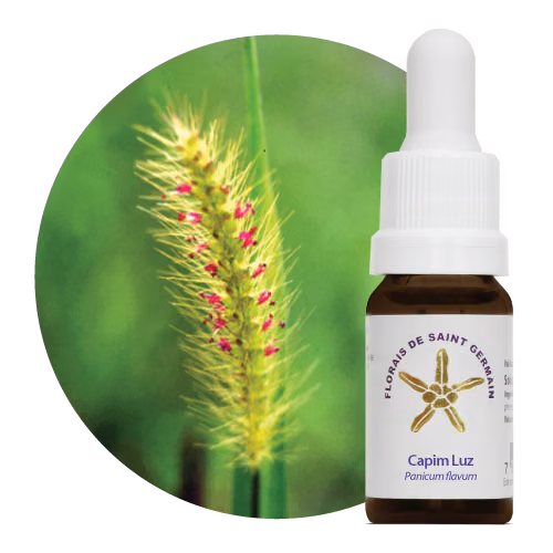 Capim Luz Floral de Saint Germain 10 ml