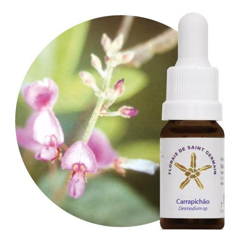 Carrapichão Floral de Saint Germain 10 ml