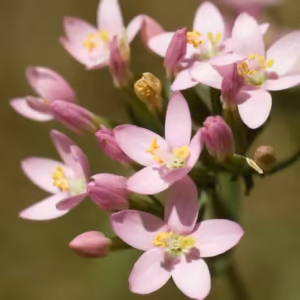 Centaury Floral de Bach 10 ml