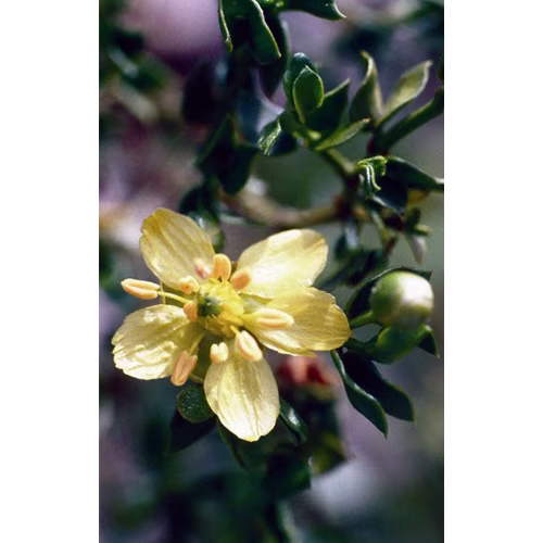 Chaparral Floral da Califórnia 30 ml