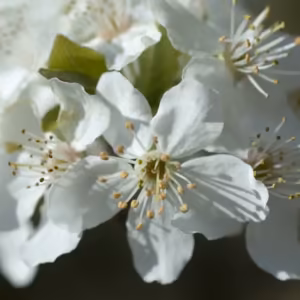 Cherry Plum Floral de Bach 20 ml