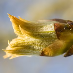 Chestnut Bud Floral de Bach 20 ml