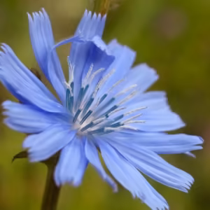 Chicory Floral de Bach 10 ml
