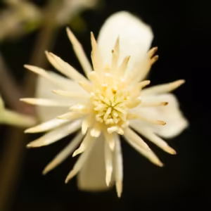 Clematis Floral de Bach 10 ml