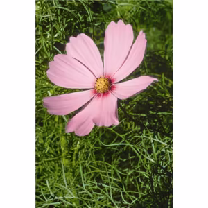Cosmos Floral da Califórnia 30 ml