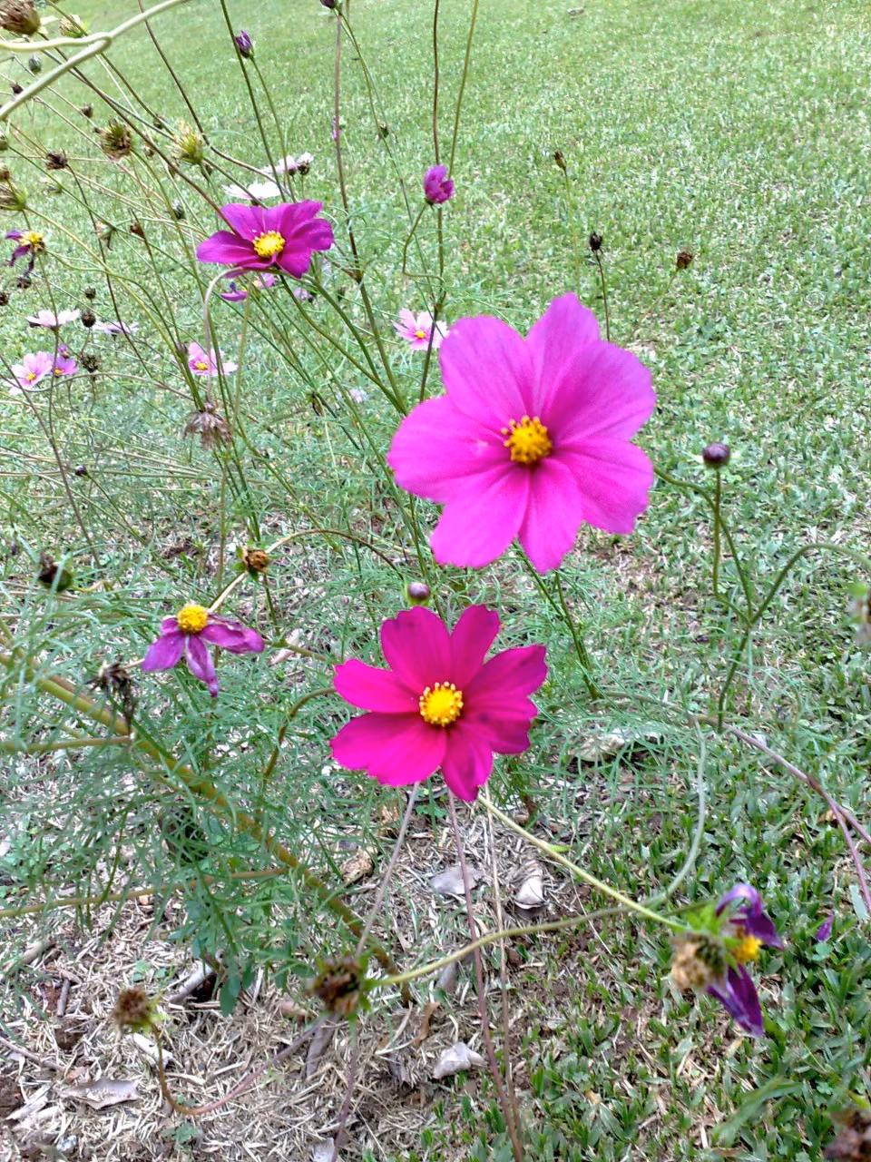 Cosmos Magenta Floral de Gaia 10 ml