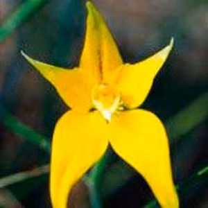 Cowslip Orchid Floral da Living Essences 15 ml