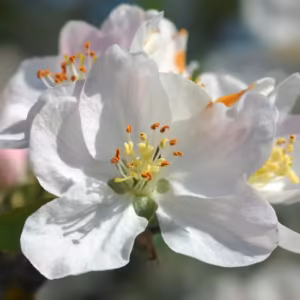 Crab Apple Floral de Bach 10 ml