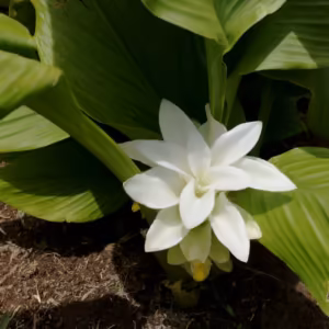 Curcuma Floral de Gaia 10 ml