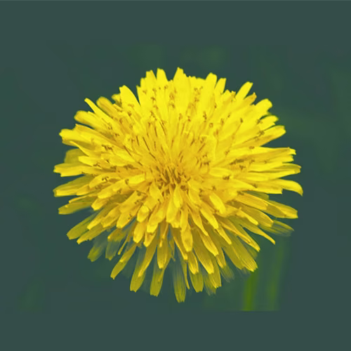 Dandelion Floral da Califórnia 30 ml