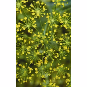 Dill Floral da Califórnia