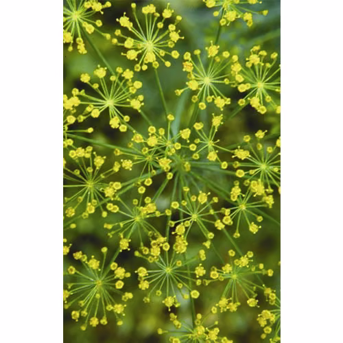 Dill Floral da Califórnia