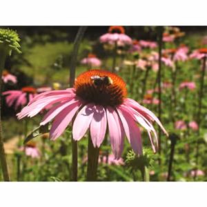 Echinacea Floral da Califórnia