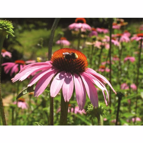 Echinacea Floral da Califórnia