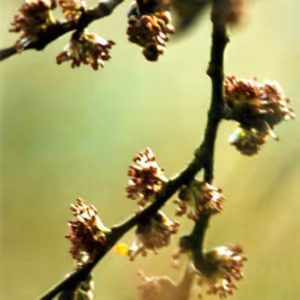 Elm Floral de Bach 10 ml