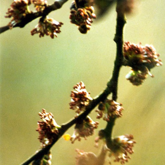 Elm Floral de Bach 10 ml