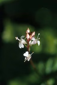 Enchanters Nightshade Floral do Alaska