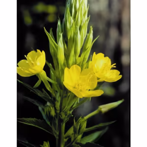 Evening Primrose Floral da Califórnia