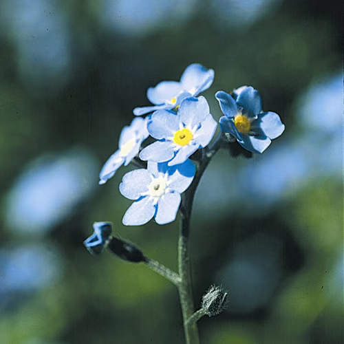 Forget me not Floral da Califórnia
