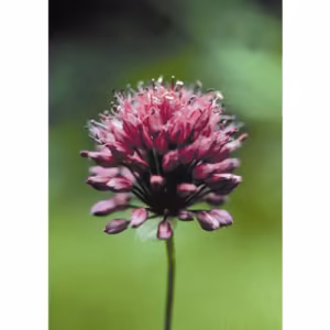 Garlic Floral da Califórnia 30 ml