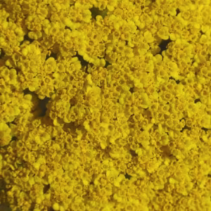 Golden Yarrow Floral da Califórnia