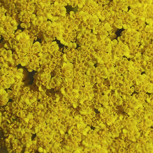 Golden Yarrow Floral da Califórnia